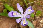 Dwarf crested iris